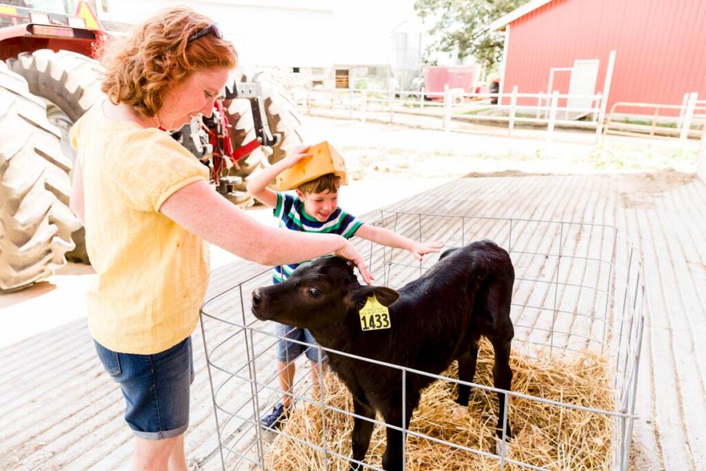 Stefani a Myles hladí krávu na mléčné farmě ve Wisconsinu.