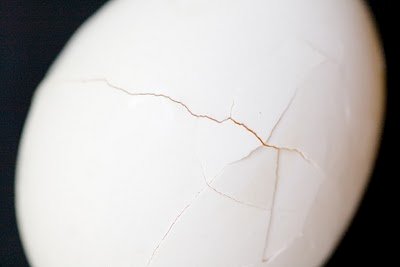 Close-up of an eggshell cracked against a flat surface showing very few small cracks and many larger ones