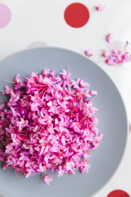 Redbud Flowers
