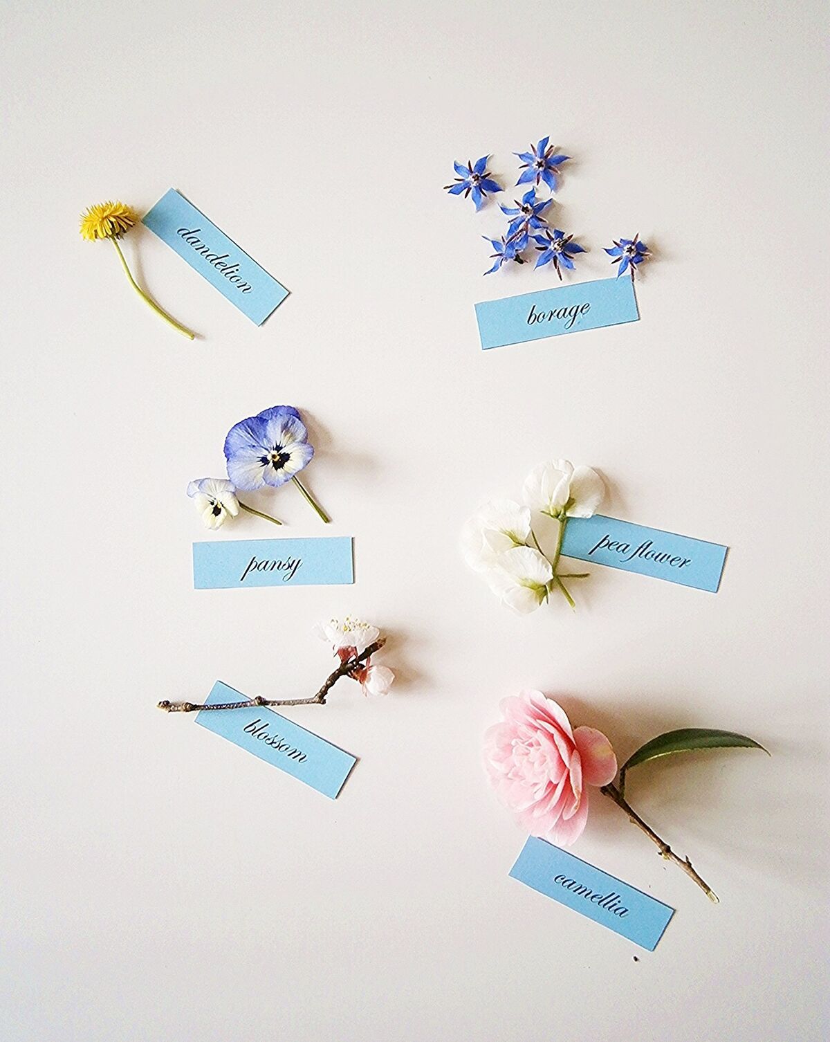 Decorating Cakes With Edible Flowers