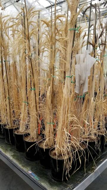 ancient wheat